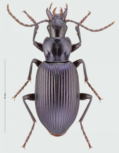 Réf. 225 516 : Laemostenus venustus